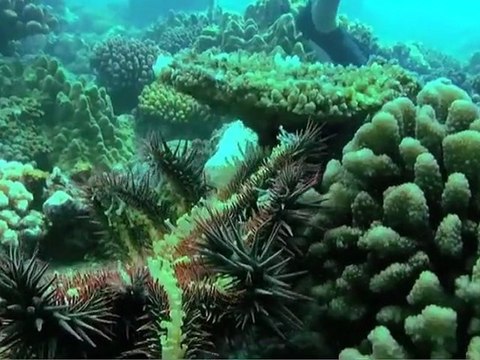 Surf trip à Tahiti pour protéger le corail du récif