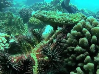 Surf trip à Tahiti pour protéger le corail du récif