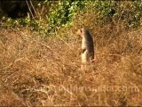 Mongoose in Keoladeo National Park