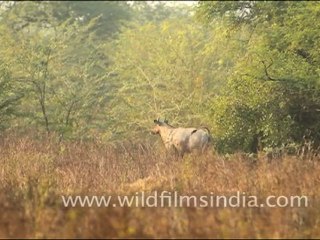 Male Bluebull Antelope in Keoladeo National Park, Rajasthan