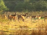 Nilgai or Bluebull Antelopes in Keoladeo National Park, Bharatpur