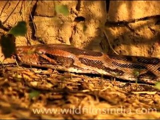 Pythons in Bharatpur National Park