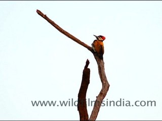 Black Rumped Flameback Woodpecker, Bharatpur