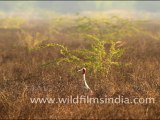 Keoladeo Ghana National Park in Bharatpur