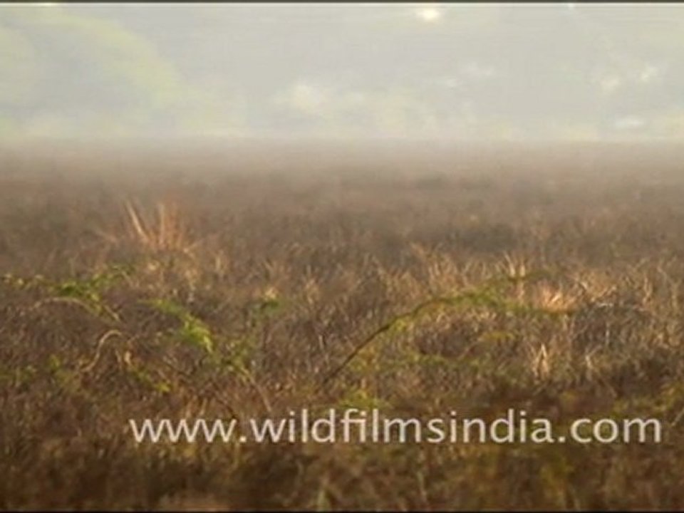 Bharatpur Bird Sanctuary