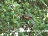 White throated Laughing Thrush, Landour