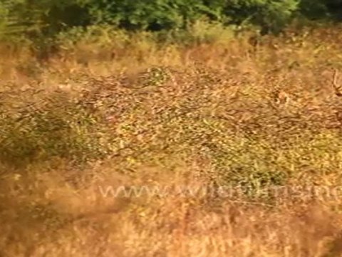 Spotted Deers in Bharatpur Bird Sanctuary