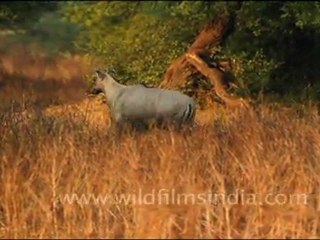 Male Bluebull Antelope in Bharatpur Sanctuary