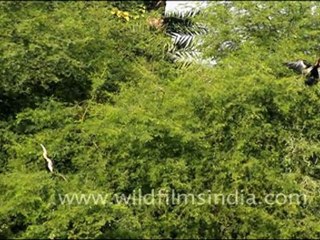 Darter or Snake birds