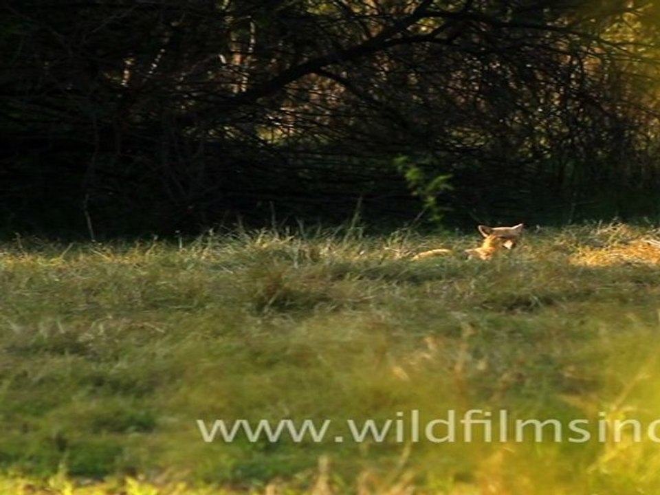 Bharatpur Sanctuary