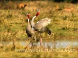 Sarus Crane displaying and trumpeting gloriously!