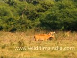 Keoladeo Ghana National Park in Bharatpur