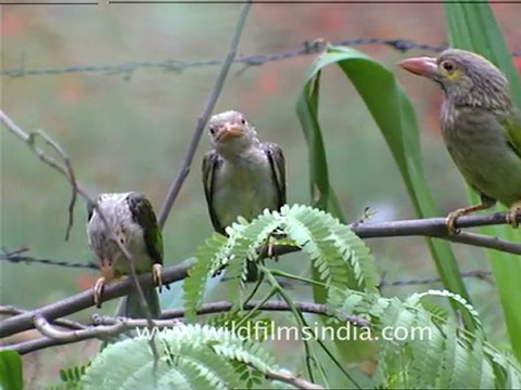 Great Himalayan Barbet