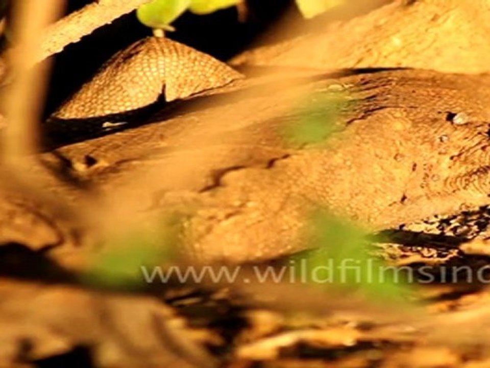 Monitor Lizard in Keoladeo National Park