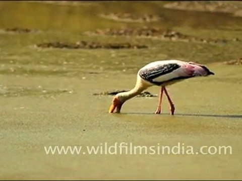 Painted Stork catching fish, Bharatpur