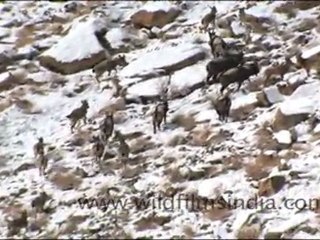 ladakh_111.mov