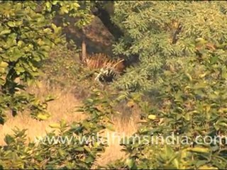 Tiger in the wild, Bandhavgarh