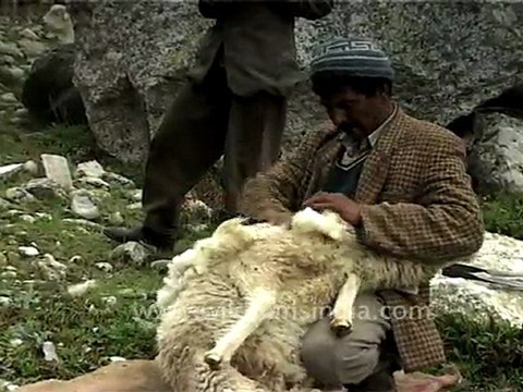 Sheep being sheared in the Himalaya - funny!