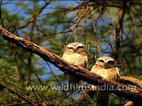 Spotted Owlets