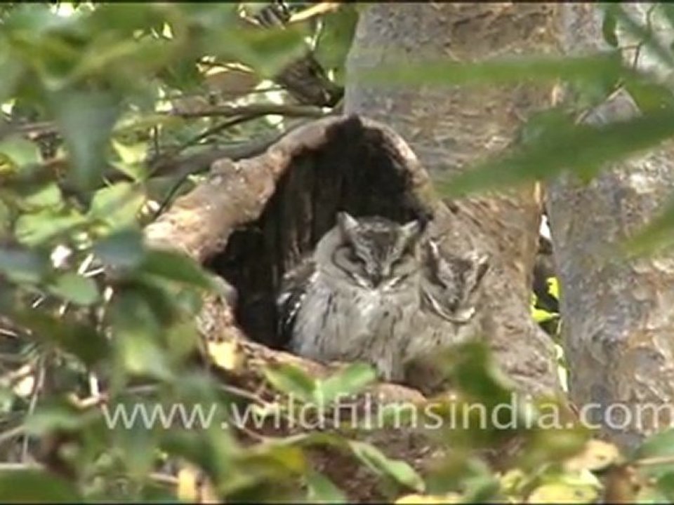 Collared Scops Owls in Bandhavgarh