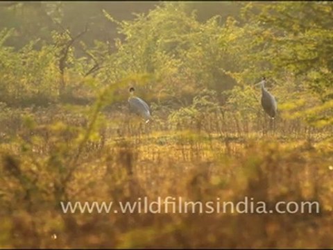 Pair of Sarus Crane