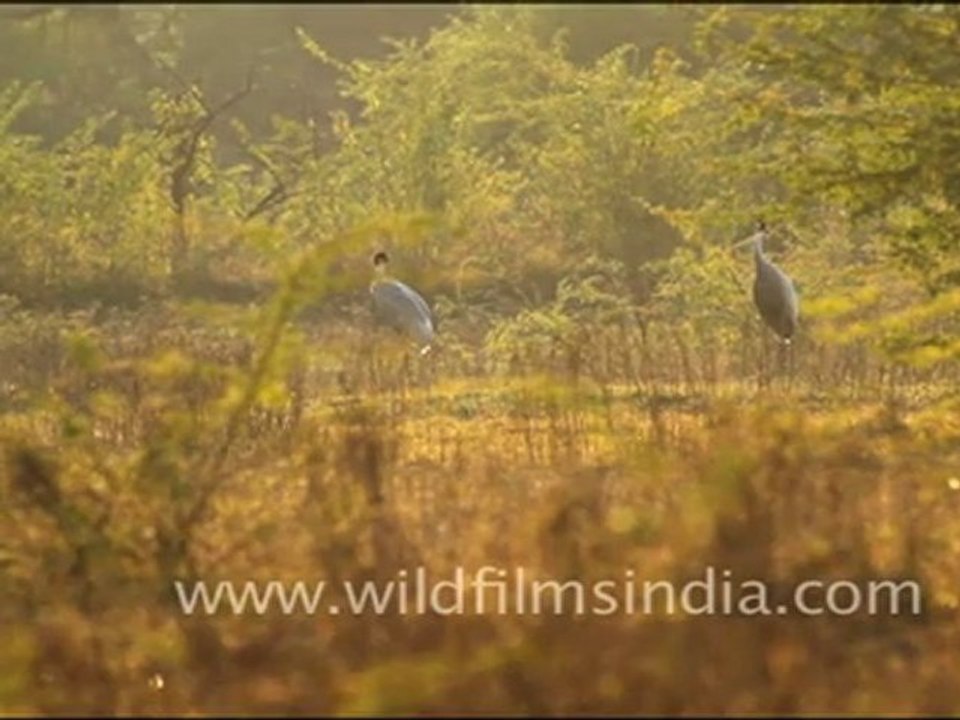 Pair of Sarus Crane