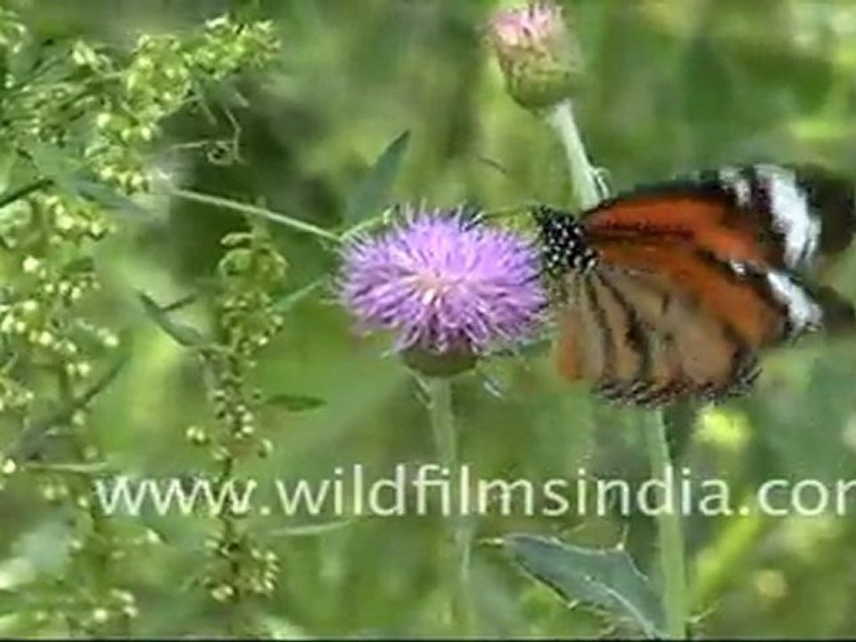 Butterfly on an Albizzia