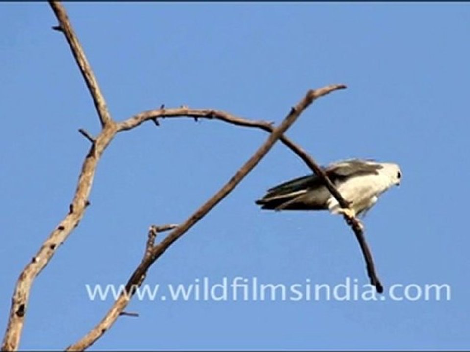 Black-shouldered Kite