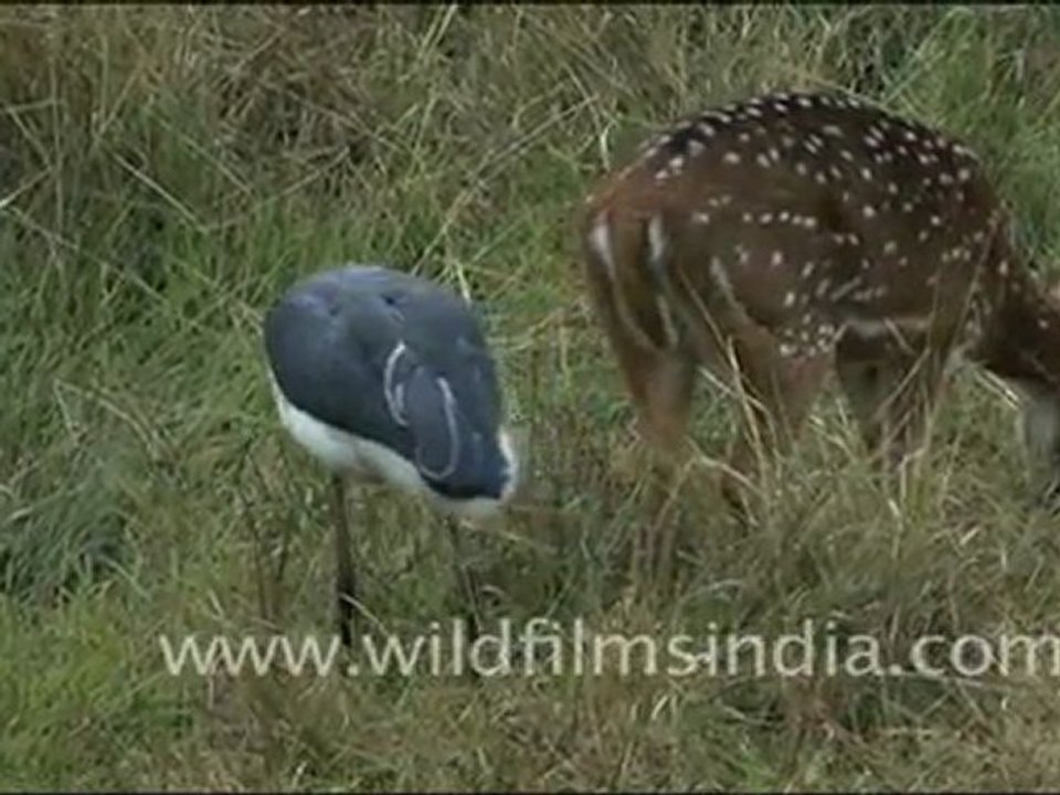Adjutant Stork and Chital in Bandhavgarh grassland