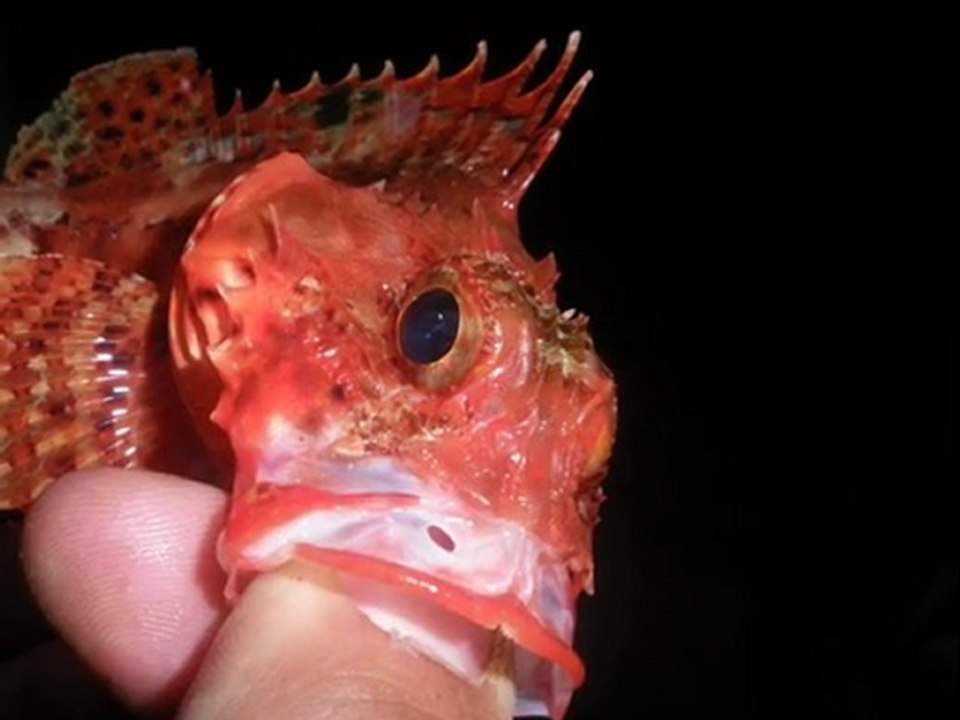 pêche