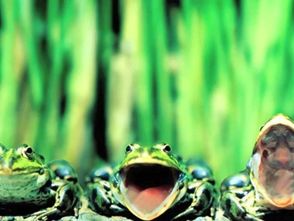 The Frogs - Les Grenouilles