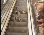 Ducks stuck on mall escalator