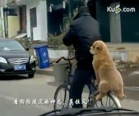 Dog rides on back of bike