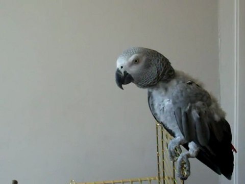 Papağan Cesur Ebru Gündeş'e Sesleniyor Naber Ebru Hanım diye :):):)