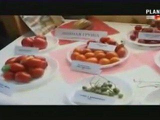 Nourriture Dangereuse : Hydroponie_ Cancers _ Les tomates voient rouge 1/2