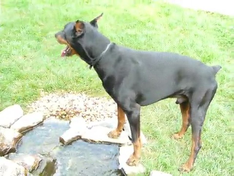 vador aussi