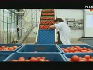 Nourriture Dangereuse : Hydroponie_ Cancers _ Les tomates voient rouge 2/2