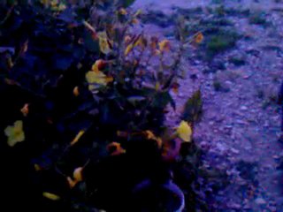 EZAN İLE AÇAN ÇİÇEKLER