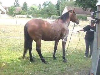 11.07.2011.douche pour Ténébra