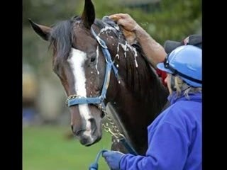 Lost In The Fog, Champion Always