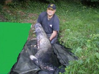 silure verticale live