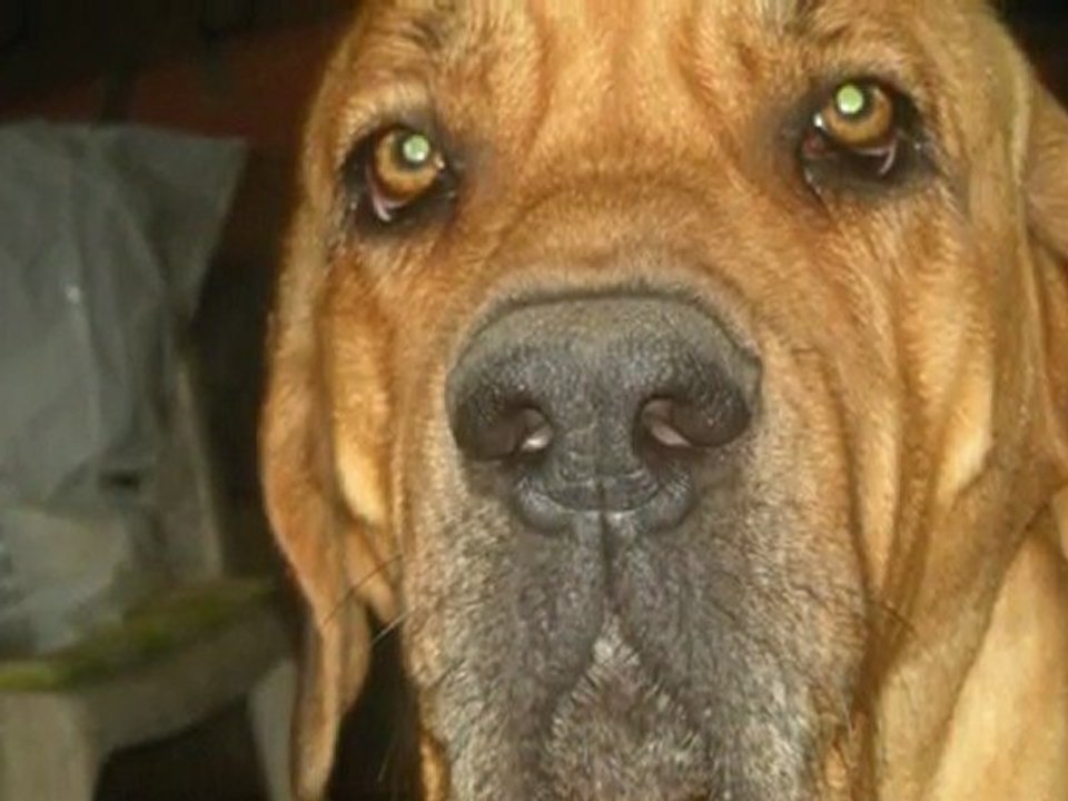 LES FILA BRASILEIRO DU DOMAINE D'EN BAS