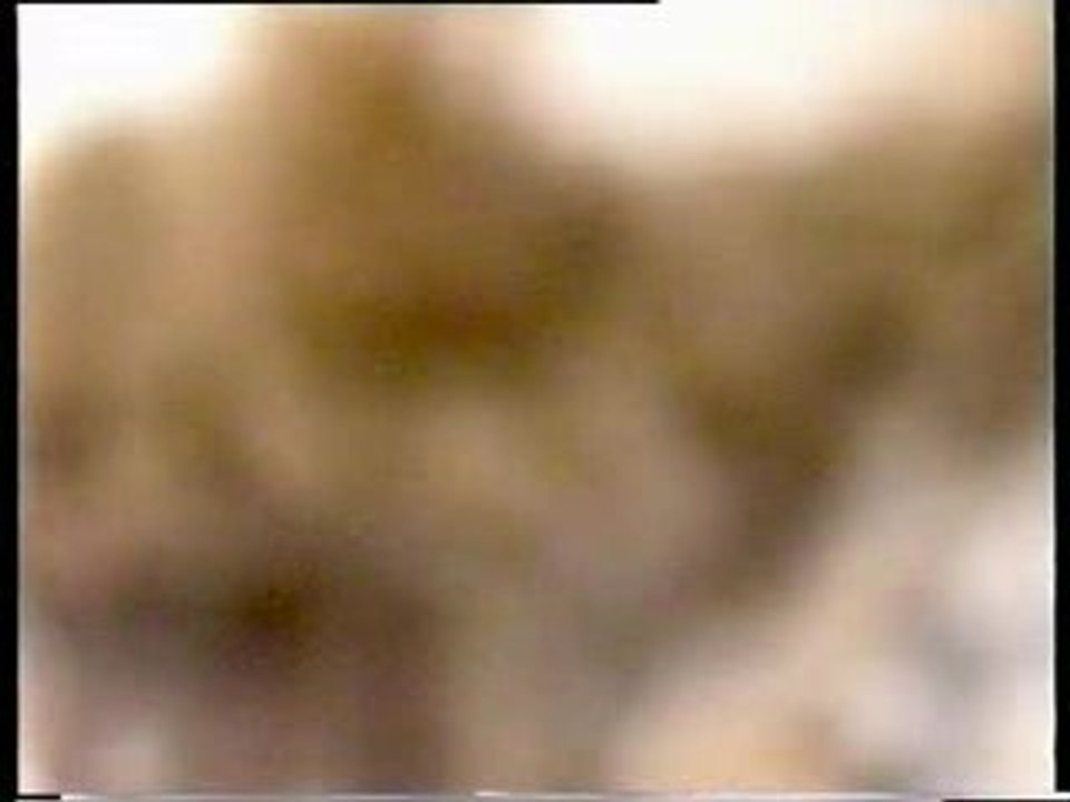 Chien