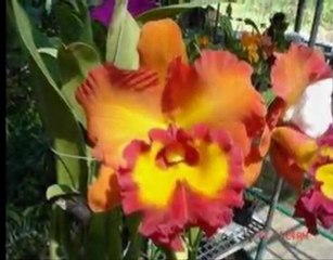 Raising Beautiful Orchids Is Easier Than You Think