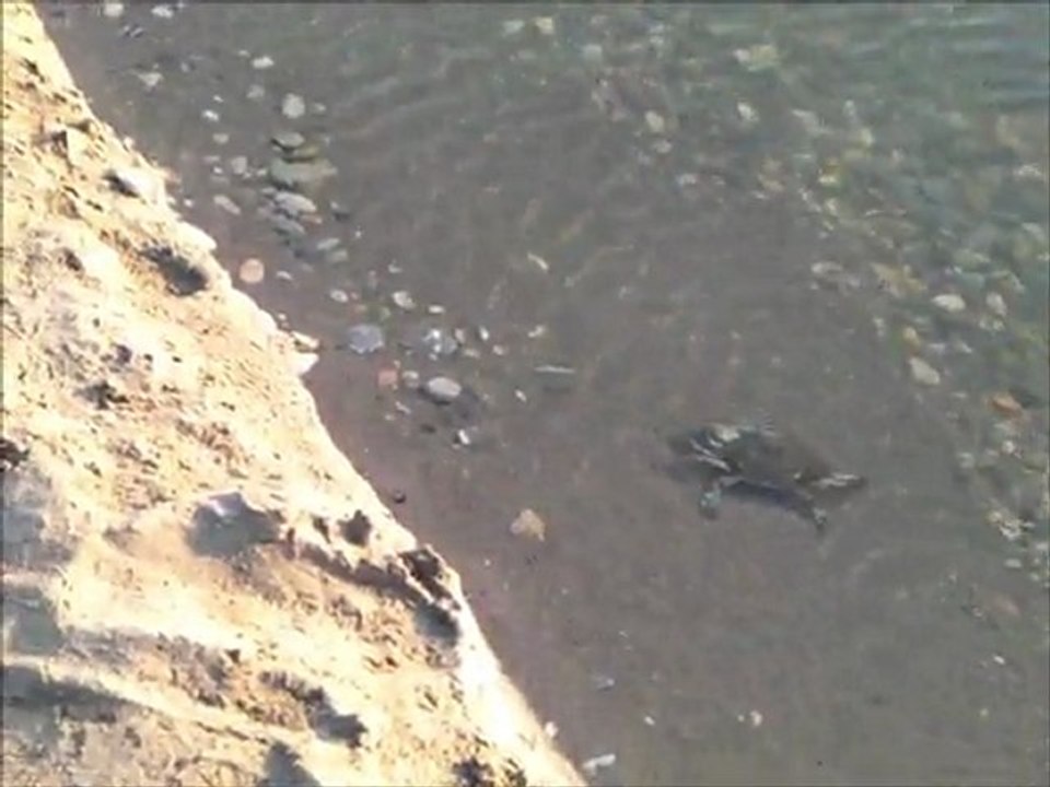 Anamur: Yengeç, Krebse