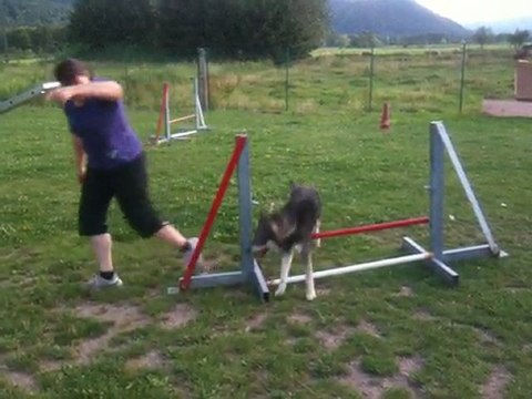 Première séance d'agility pour Shadaii, Lapinporokoira