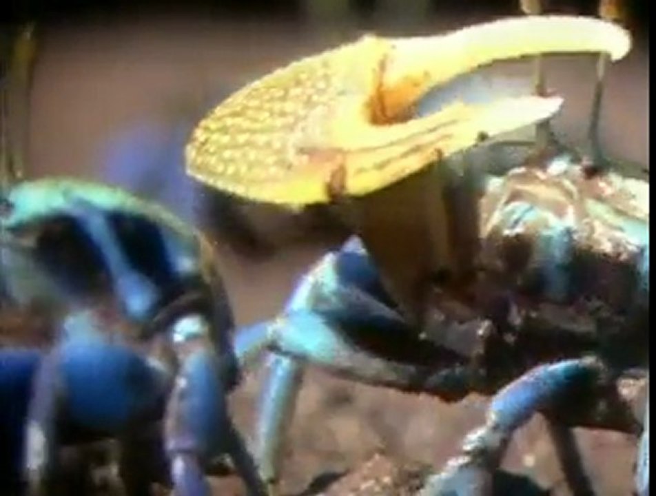 Grab A Crab