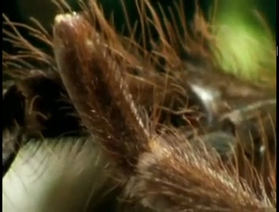 Deadly Tarantula Sex