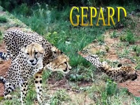 Mój filmik PARK KRUGERA