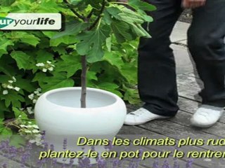 Ficus - Colour Your Life
